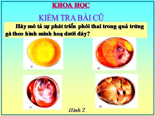 Bài 59. Sự sinh sản của thú