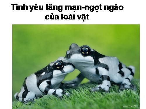 động vật lãng mạn