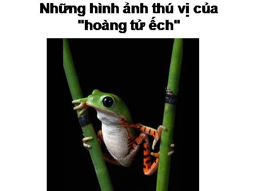 động vật yêu thương