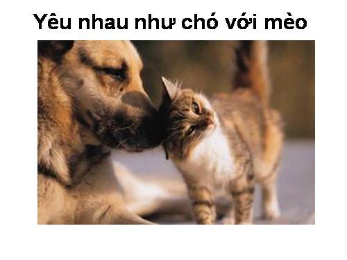 chó mèo yêu nhau