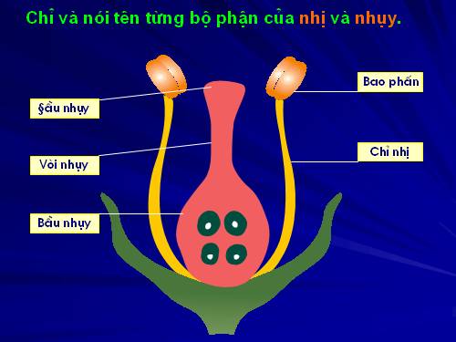 Bài 52. Sự sinh sản của thực vật có hoa