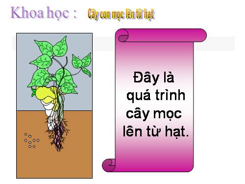 Bài 53. Cây con mọc lên từ hạt