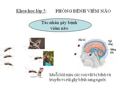 Bài 14. Phòng bệnh viêm não