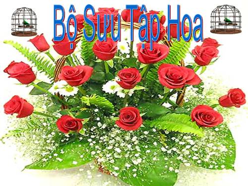 bộ sưu tập các loài hoa
