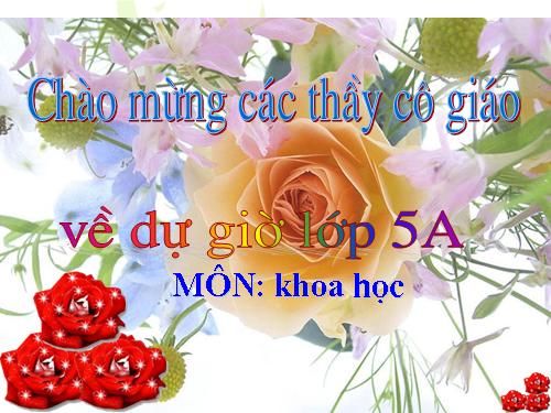 Bài 62. Môi trường