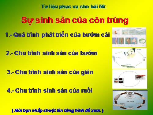 Bài 56. Sự sinh sản của côn trùng