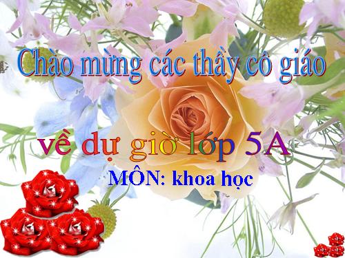 Bài 62. Môi trường