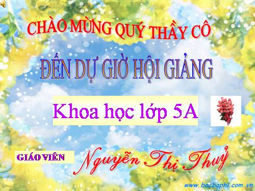 Bài 31. Chất dẻo