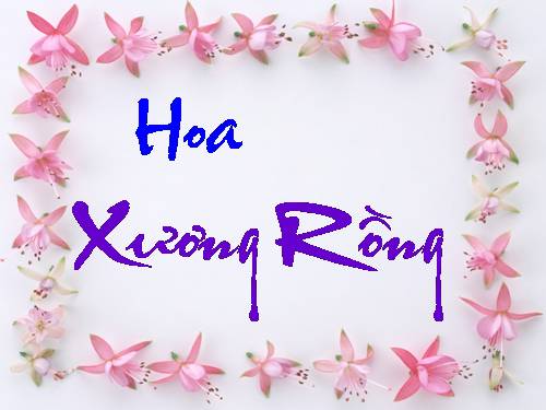 HOA XƯƠNG RỒNG