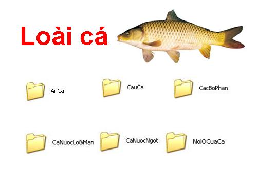 Loài cá