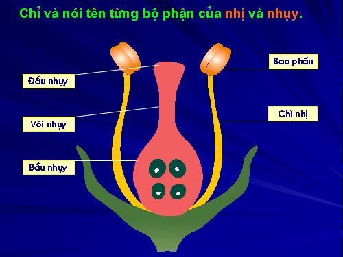 Bài 52. Sự sinh sản của thực vật có hoa