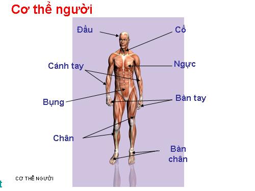 CO THE NGUOI