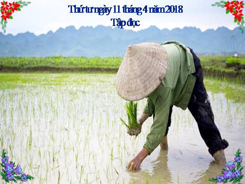 Tuần 31. Bầm ơi