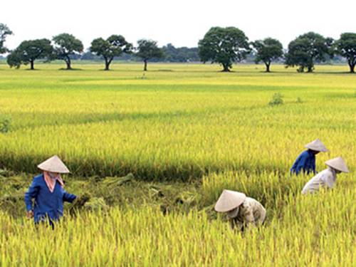 Tuần 1. Quang cảnh làng mạc ngày mùa