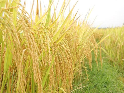 Tuần 14. Hạt gạo làng ta