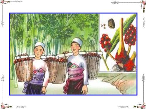 Tuần 12. Mùa thảo quả