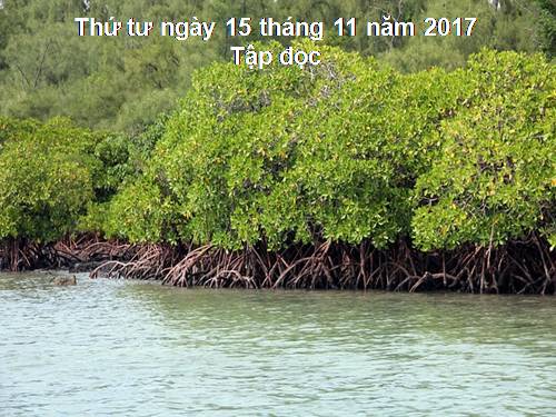 Tuần 13. Trồng rừng ngập mặn