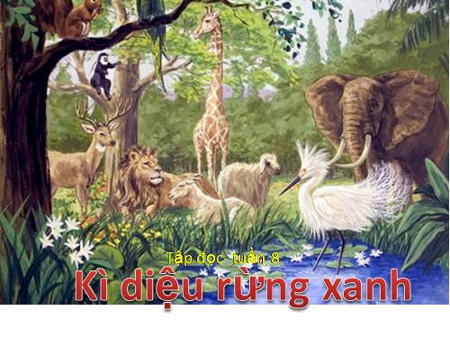 Tuần 8. Kì diệu rừng xanh