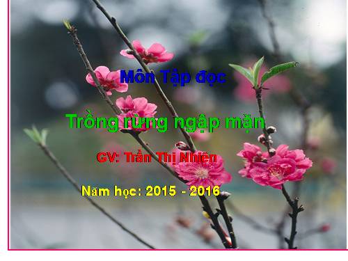 Tuần 13. Trồng rừng ngập mặn