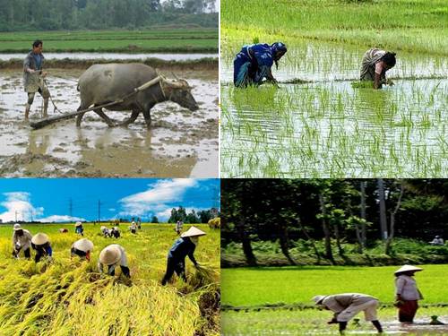 Tuần 17. Ca dao về lao động sản xuất