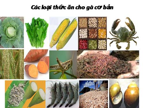 Tuần 1. Thư gửi các học sinh