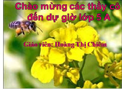 Tuần 12. Hành trình của bầy ong