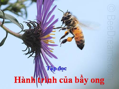 Tuần 12. Hành trình của bầy ong