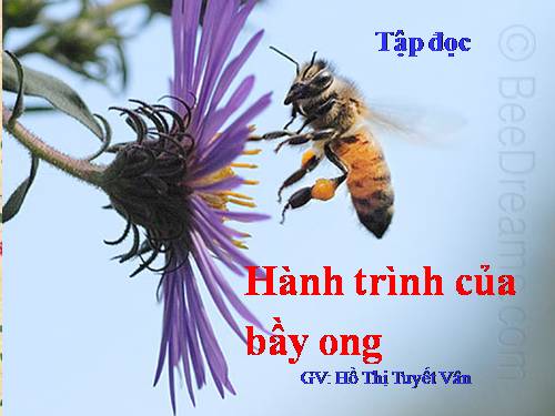 Tuần 12. Hành trình của bầy ong