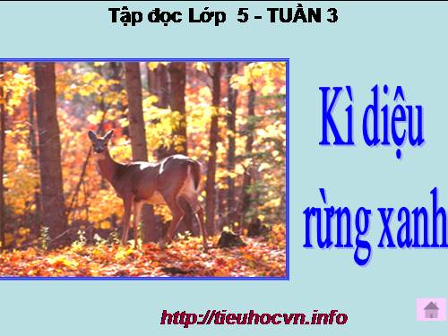 Tuần 8. Kì diệu rừng xanh