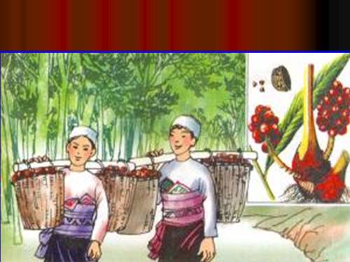 Tuần 12. Mùa thảo quả