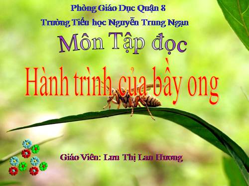 Tuần 12. Hành trình của bầy ong