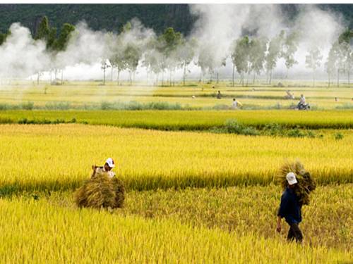 Tuần 14. Hạt gạo làng ta