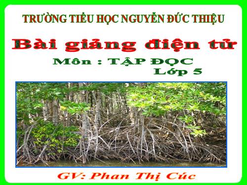 Tuần 13. Trồng rừng ngập mặn