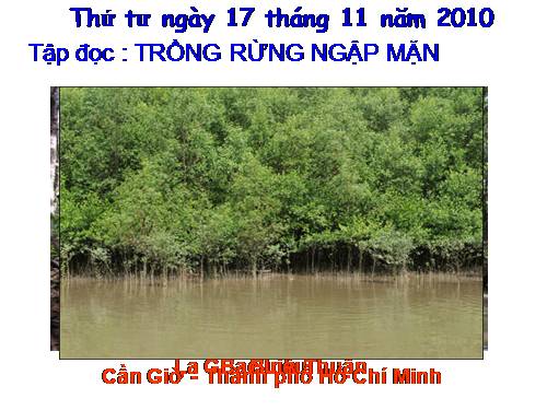 Tuần 13. Trồng rừng ngập mặn