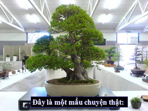 Cây cảnh dẹp