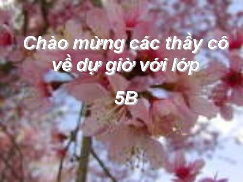 Tuần 13. Trồng rừng ngập mặn