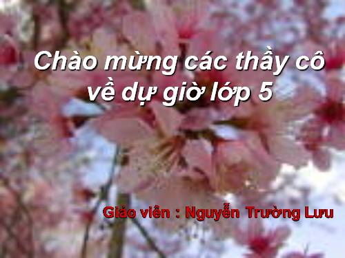 Tuần 13. Trồng rừng ngập mặn