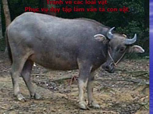 Tranh ảnh con vật phục vụ TLV tả con vật