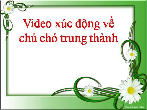 Video về chú chó trung thành