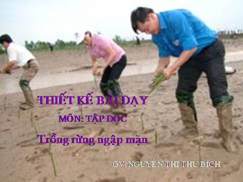 Tuần 13. Trồng rừng ngập mặn