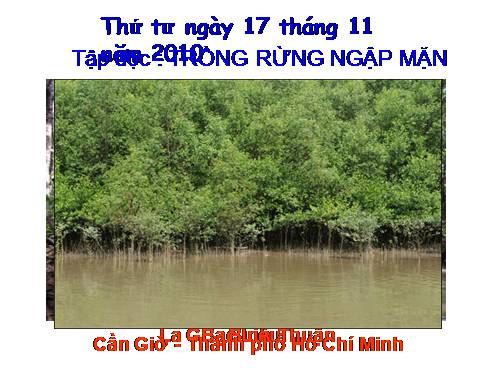 Tuần 13. Trồng rừng ngập mặn