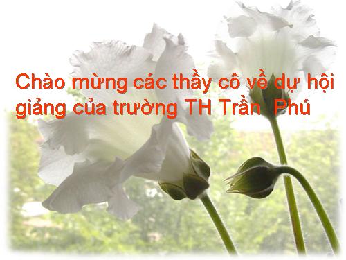 Tuần 8. Kì diệu rừng xanh