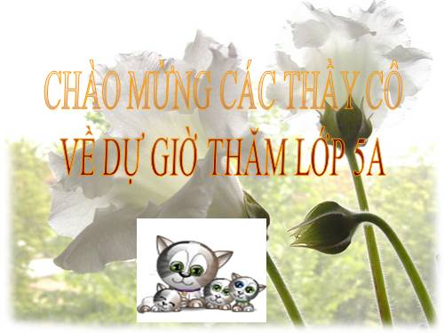 Tuần 8. Kì diệu rừng xanh