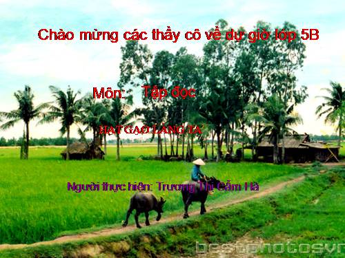 Tuần 14. Hạt gạo làng ta