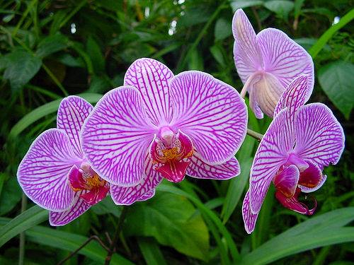 Tuần 8. Kì diệu rừng xanh