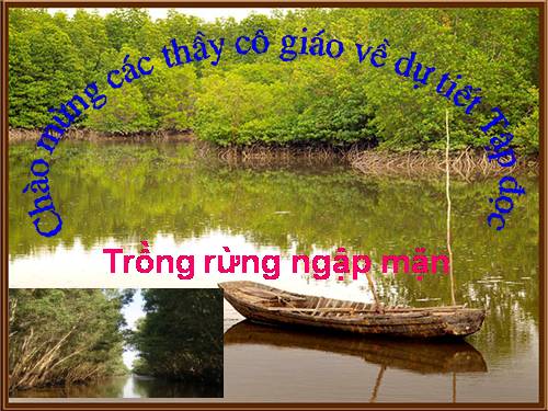 Tuần 13. Trồng rừng ngập mặn