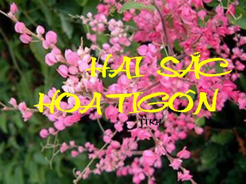 HAI SẮC HOA TIGÔN