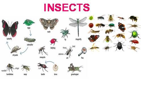 VOCABULARIES- INSECTS