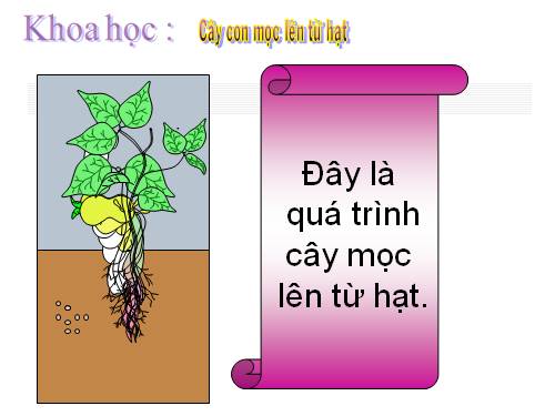 Thí nghiệm: Cây con mọc lên từ hạt.