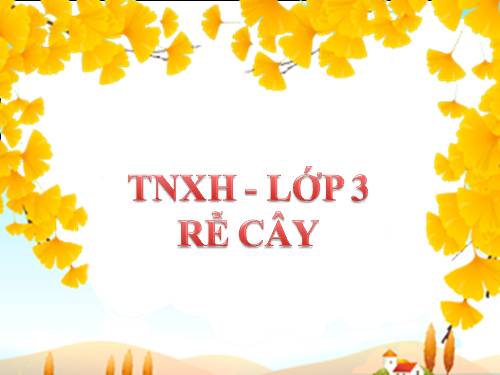 TNXH - Lớp 3 - Rễ cây